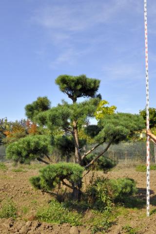 Pinus sylvestris | bonsai (A Quality)